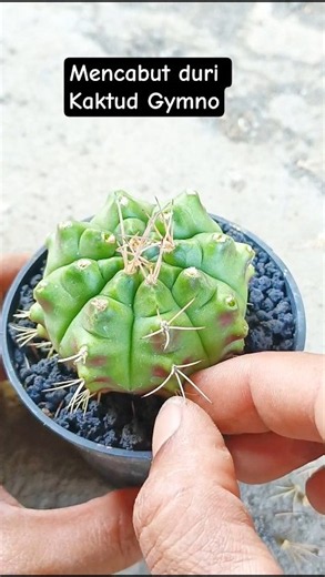 Durinya Terlalu panjang sehingga harus di cabut satu persatu #aridzona #kaktus #cactus #kaktusmini