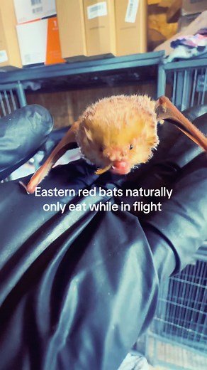 One of our baby eastern red #bats