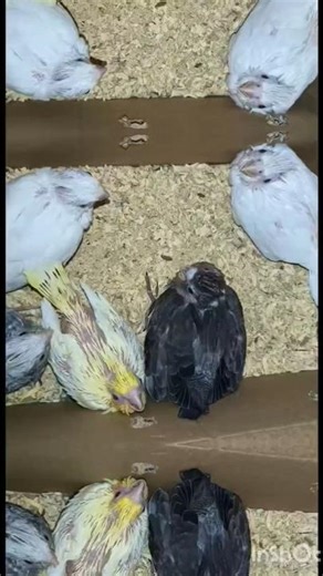 “My Adorable Cockatiel Breeding Journey Begins! 🐣💛 From Eggs to Babies!”#breedingpair #cockatiel