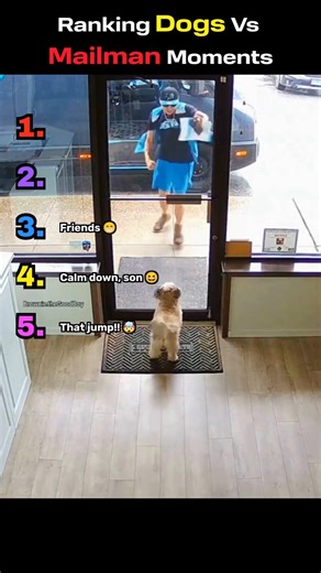 The Mailman Didn't Deserve This 😭