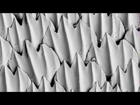 Bio 213 - Shark Skin