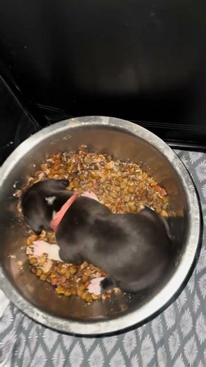 @phillyxlbully_5807: 3 weeks old! I can’t make this up! 🤦🏽‍♀️ #dog #dogvideos