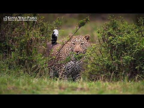 How Long Do leopard live Wild?