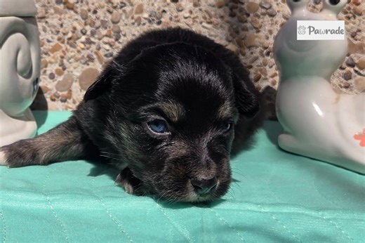 Marie - Miniature Australian Shepherd Puppy 8BA374