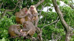 With the help of Dr.Laurie, we trace back the the origin of Tribalism. | Discovery Channel Africa