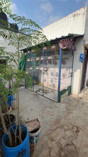 Budgies Breeding Progress 2026💙💛#birds#lovebirds #parrot#budgies #birdsounds#shorts #birdbreeding