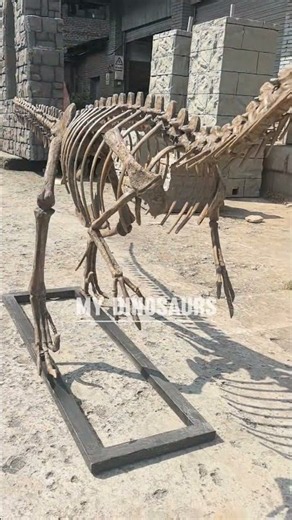Laquintasaura Skeleton | Museum-Quality Dinosaur Fossil Replica #laquintasaura #dinosaurfossils