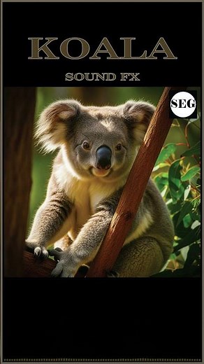 Koala Sound Fx