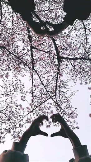 もう春だね〜❣️ みんなのところ桜咲いた🌸？「初投稿｣