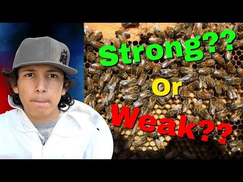 How To Know If Your Colony Is Strong Enough For Spring - WILDWOODS BEEKEEPING CHAT