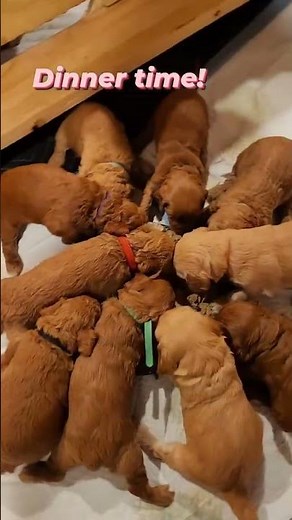 🐶 Adorable Goldendoodle Puppies Go CRAZY for Dinner Time! 🍽️ #puppy #puppies #dog #goldendoodle