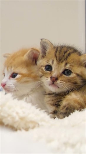 だんだんネムネムになってくる子猫さん【赤ちゃん猫 保護猫】 #kitten #子ネコ #gatto #好きな子猫 #cat #cute #meow #エウレカねこ部 #kitty