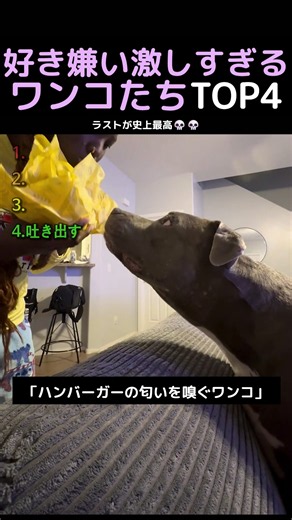 好き嫌い激しすぎるワンコたちTOP4