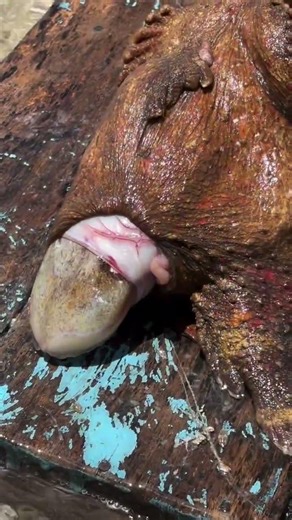 stone fish lays squid #viral #shorts #foryou