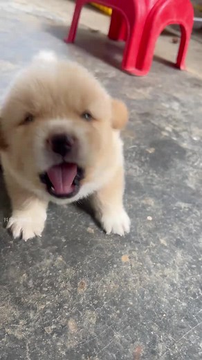 可愛い子犬たちの面白動画集