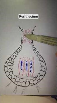 Fungal Reproduction|Ascocarp|#plantsapiens #shorts