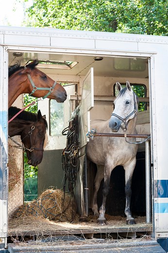 How Tall Is A Horse Trailer? Heights Of Popular Models