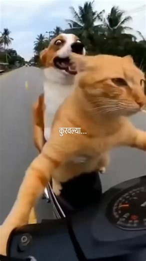 Laxmikant Pandrang Bhise on Instagram: "लग्नाला जाताना दोन मांजरानी केली सुपर कॉमेडी. #comedy #funny #ytshorts"