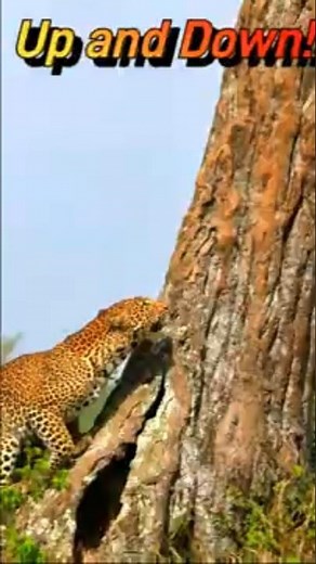 Wild Leopard Climbs Up and Down Trees in South Africa!