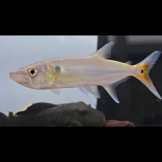 One more Redtail Barracuda left! These get about a foot long or so, are super fast-moving, and have some real big teeth as you can see🦷 A very cool fish that grabs everyone’s attention when they walk by. A perfect fir for a tank with a bunch of like minded individuals. 🥊 #monsterfish #monsterfishkeepers #freshwater #barracuda #aquarium #freshwateraquarium #freshwatertank #fishtank #fishhobby #aquariumsofinstagram | Global Fish Co.