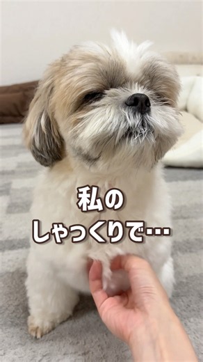 【怖がりませんか？】しゃっくりしたらいつも「？！」な顔で見られます笑 #シーズー #shihtzu #可愛い #癒し #犬のいる生活