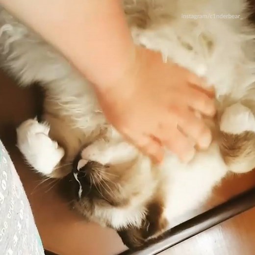 2.1M views · 2.2K reactions | This vet will pay you to cuddle with cats: thrl.st/2roNMEs | Thrillist | Facebook