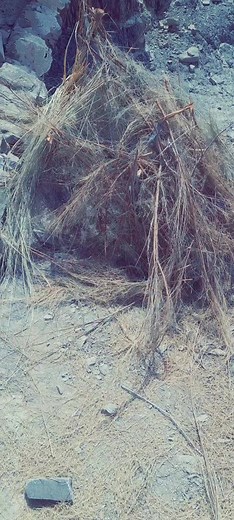 Dry Grass Ignition: Fire Safety and Awareness