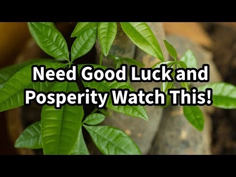 Money Tree How to Grow, Care, Braiding, Potting Up! Pachira Aquatica