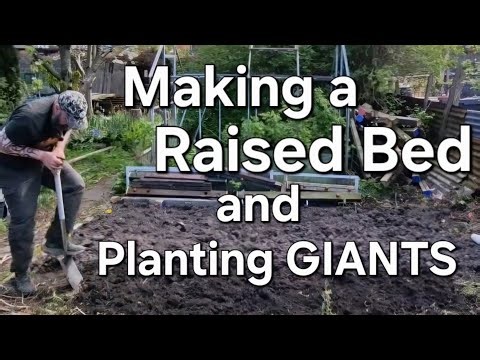 A Visitor, A New Raised Bed and Planting Out GIANTS | April 2026
