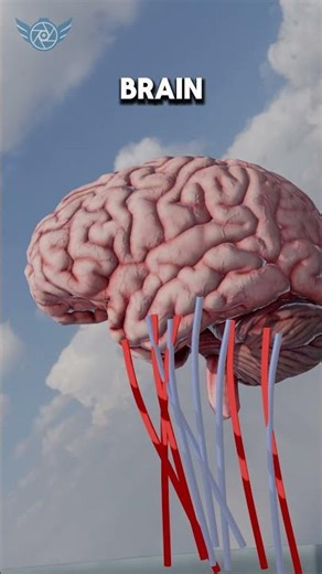 Why Do Combat Pilots Faint? (G-Force) ✈️