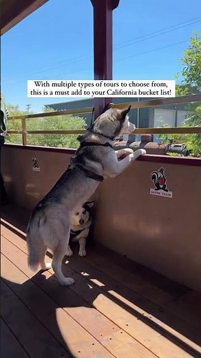 📝 Save this hidden gem for your next Northern California adventure! The Skunk Train has been