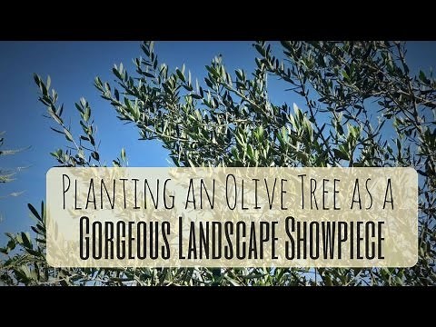 Growing OLIVES in Florida: PERFECT TREES FOR HOA NEIGHBORHOODS!