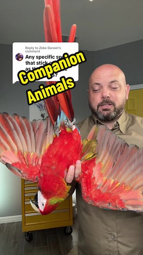 Replying to @Zeke Darwin How do parrots compare as companion animals? #parrot #companionanimal #bird #pet