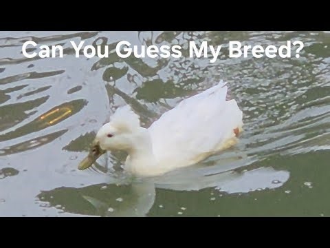Ancient Duck Breed From The East Indies - Quick Nature Lesson!
