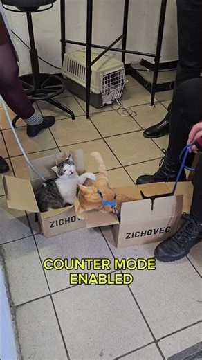 SYSTEM CAT LOG #018 - BOX FIGHT II: RETALIATION #catshorts #cat #catvideos #kitten #catshorts