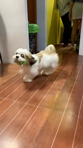 Pano sumalubong furbabies niyo? Si luffy nagdadala ng toys ☺️❤️ | Luffy B the smiling dog