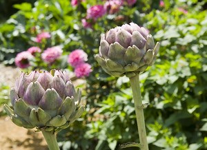 Semis d'artichaut : Guide pour réussir à l'abri au printemps