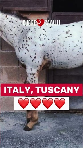 #714 🎓 BOEMIL TARIS ACADEMY ♂ Reining 2025 Available for ❤️❤️❤️❤️ More info 👉 +39 329 0575 174