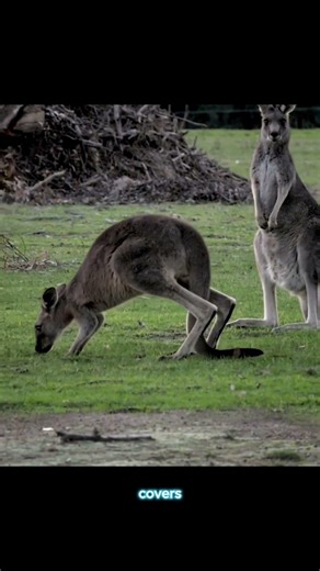 Would you survive the Australian Outback?