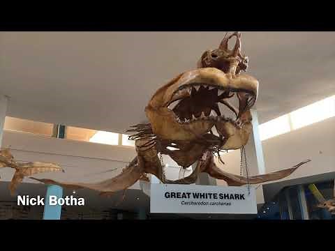 Great White Shark Skeleton
