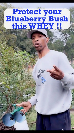 535K views · 11K reactions | I spray my Blueberry bush this "WHEY" - Fall Care #growingoutthebox #gardeningtips #BlueberryCare #BlueberryBush #soilph #garden #gardening https://youtu.be/mbtiL7OPkW4 | Keith Chapman | Facebook