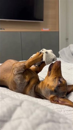 Scolded For Stealing The Sock… His Smirk Though 😂🐶 #shorts #dogs #viral