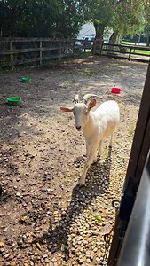 Hello, how is everyone doing today? #stardustanimalsanctuary #henry #louis | Stardust Animal Sanctuary