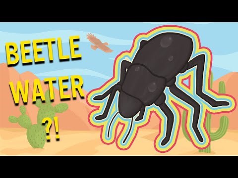 Beetle-Based Water Storage In The Desert | Bio-Inspiration