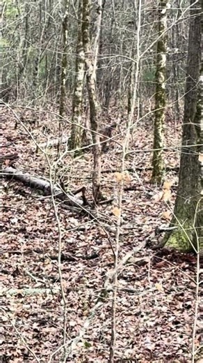 CHASING ALABAMA SWAMP RABBIT WITH RED BEAGLE