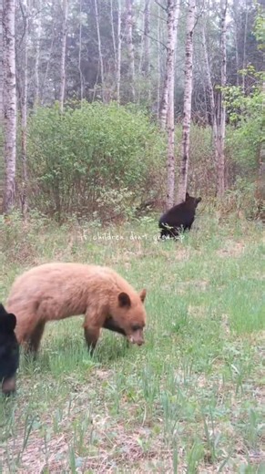 Canada Wildlife Cams on Reels