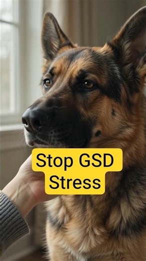 3 Ways to Make Your German Shepherd Feel Loved 🐕❤️ #shorts