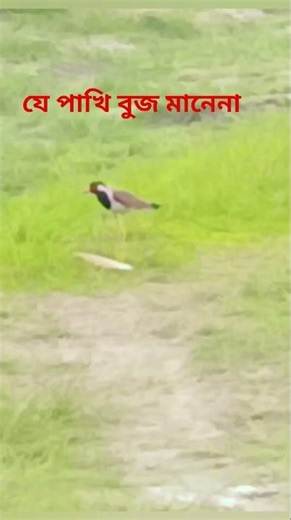 kite ne shundor #song #beauty #foryou #funny #memes #youtube #liketime #liked #likeme #likes #ad