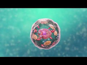 Les cellules et leurs constituants visibles au microscope