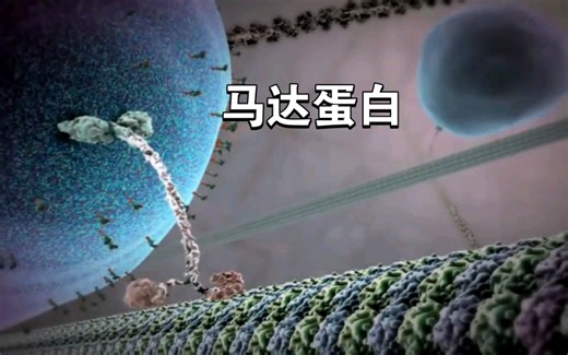 马达蛋白——走钢丝的小人